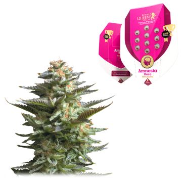 Amnesia Haze (Royal Queen Seeds) 5 zaden
