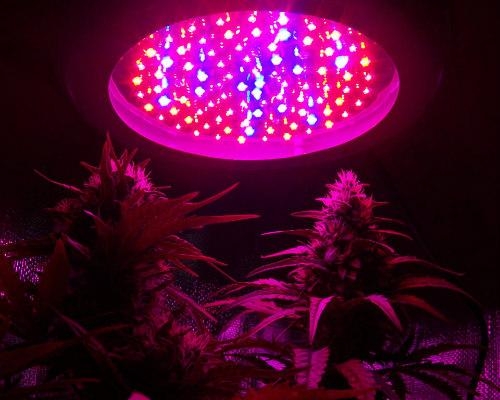 Led Kweeklamp bij Wiet Voor- en Nadelen