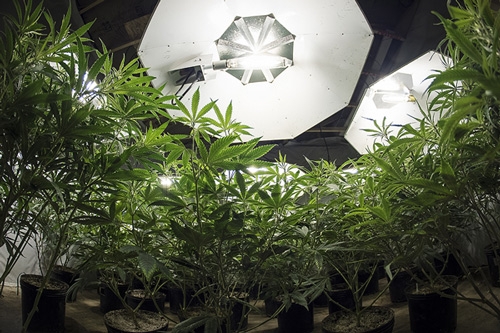 Wietplant onder de Kweeklamp - Hoe Sterk Moet de Lamp zijn?