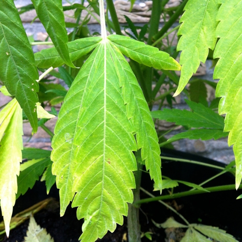 Bladproblemen bij Wietplanten Deel 4: Welke Wietplant Voeding is de Oplossing