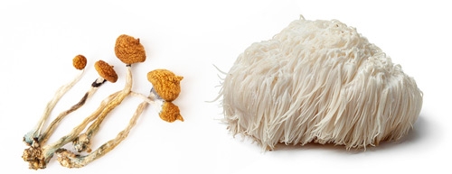 Magic Truffels Microdosing met Lion's Mane (Paul Stamets Stack)
