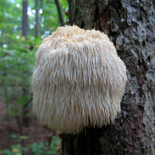 4 redenen waarom de pruikzwam (Lion’s Mane) bijzonder is