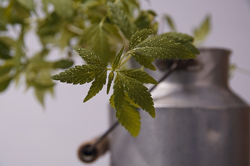 Verschil Cannabisolie, THC olie, CBD olie, wietolie, hennepolie
