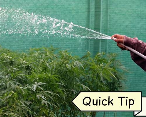 Wietplant Water Geven | Quick Tip